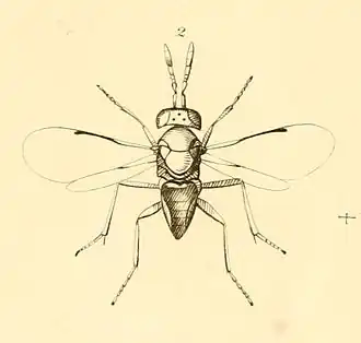 Aphelinus abdominalis
