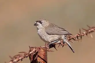 Zuidelijke witgezicht