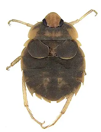 Aphelocheirus