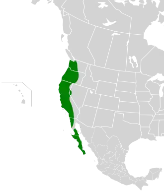 Westelijke struikgaai