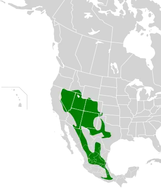 Woodhouse' struikgaai