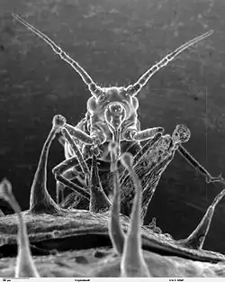 Bladluis op een plant met klierharen waarin bladluizen verstrikt raken (SEM-foto)