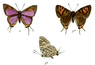 Cigaritis lunulifera