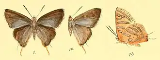 Cigaritis nubilus