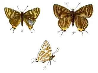 Cigaritis schistacea