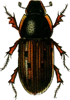Chilothorax conspurcatus