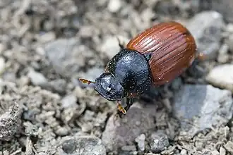 Roodschildveldmestkever