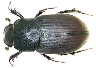 Aphodius obscurus