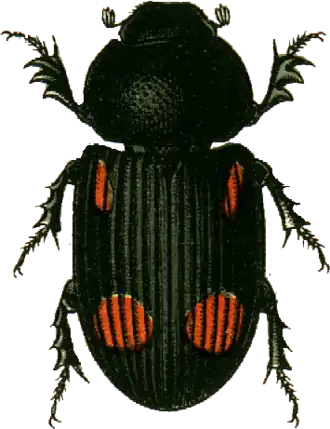 Roodgevlekte veldmestkever