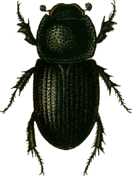 Aphodius scrofa