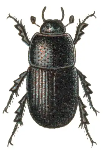 Eupleurus subterraneus
