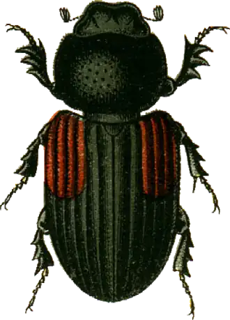 Aphodius varians