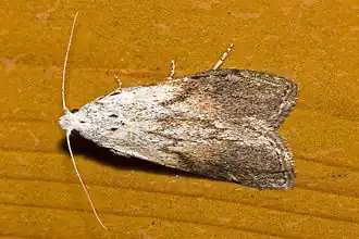 Aphomia sociella Hommelnestmot