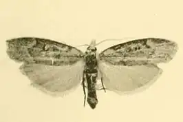 Aphomia curvicostella