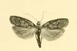 Aphomia murciella