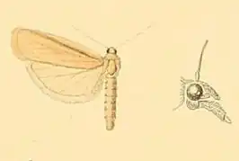 Aphomia sabella