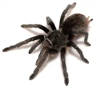 Aphonopelma marxi