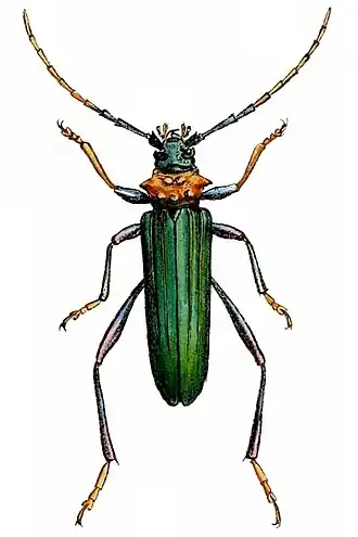 Aphrodisium faldermannii