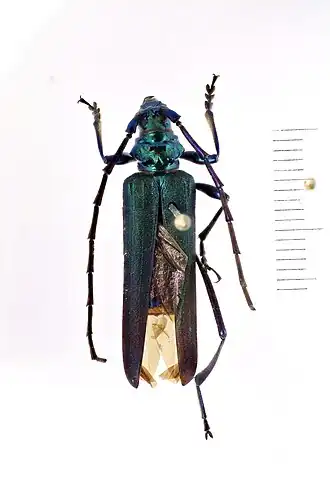 Aphrodisium gregoryi