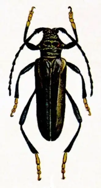 Aphrodisium luzonicum