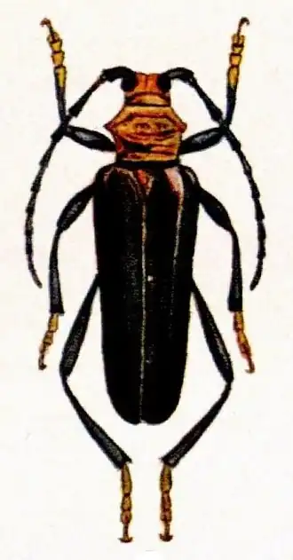 Aphrodisium panayarum