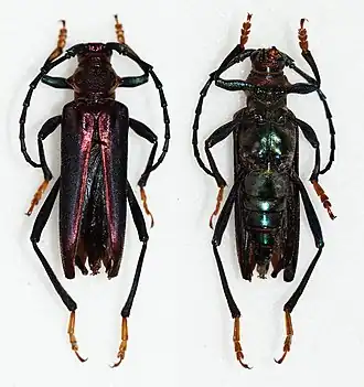 Aphrodisium semignitum