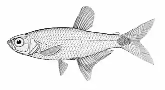 Aphyocharax paraguayensis