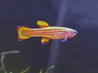 Aphyosemion primigenium