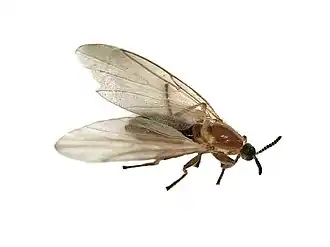 Apiloscatopse flavicollis