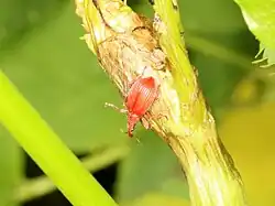 Menierood zuringspitsmuisje op een zuring
