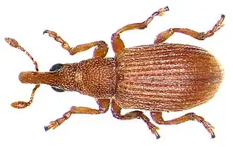 Apion haematodes
