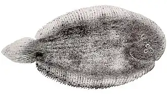 Apionichthys finis