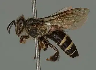 Apis andreniformis