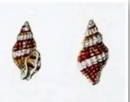 Apispiralia albocincta