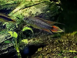 Apistogramma agassizii