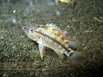Apistogramma cruzi