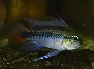 Apistogramma erythrura