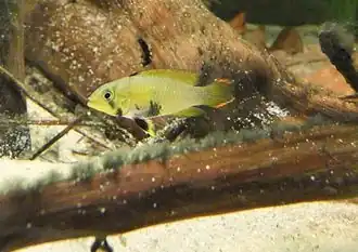 Apistogramma panduro