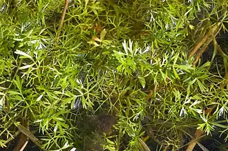 Ondergedoken moerasscherm