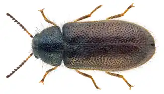 Aplocnemus impressus