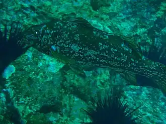 Aplodactylus arctidens