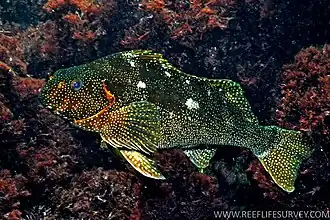 Aplodactylus etheridgii