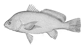 Aplodinotus