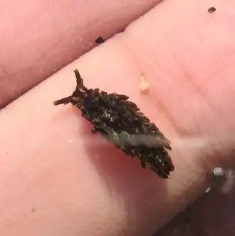 Aplysiopsis brattstroemi