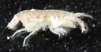 Apocorophium lacustre