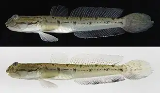 Apocryptodon punctatus