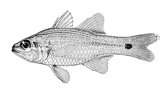 Ostorhinchus cavitensis