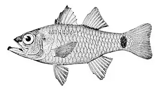 Ostorhinchus jenkinsi