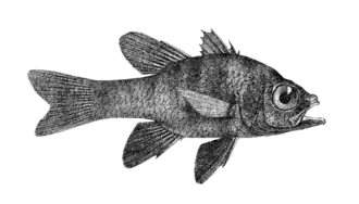 Apogonichthyoides melas