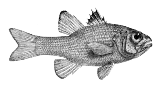 Apogon multitaeniatus